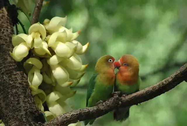 春色撩人,东莞美景等你来寻!