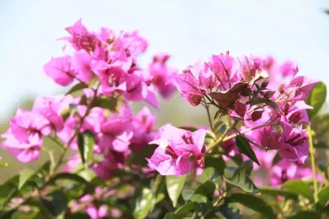春色撩人,东莞美景等你来寻!