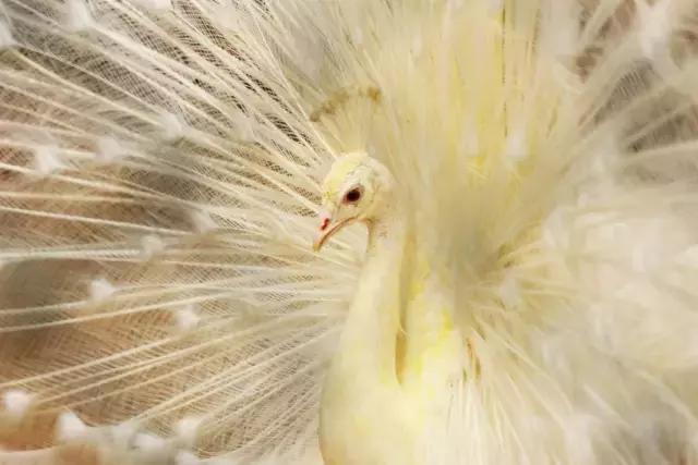 春色撩人,东莞美景等你来寻!