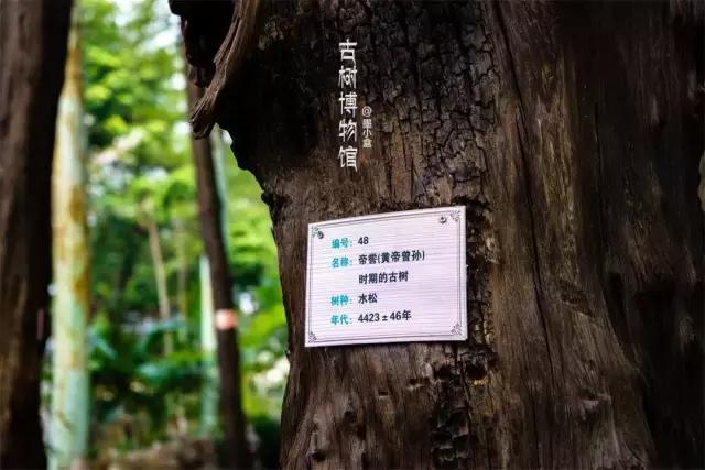 清明踏青趣,春风暖人心,最美东莞伴您行