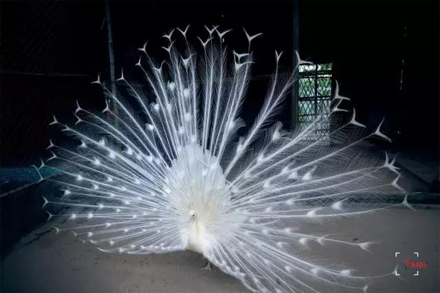 清明踏青趣,春风暖人心,最美东莞伴您行