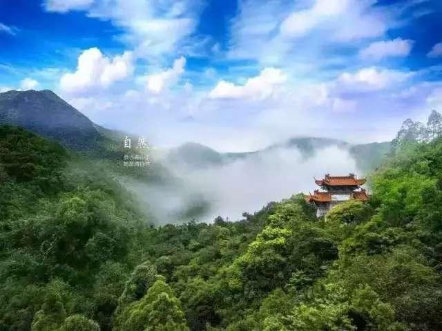 7月避暑,在绿色“海洋”里独享夏日清凉