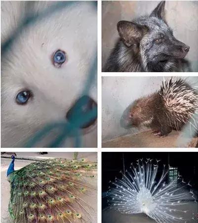 重阳节来了，请收下这份登高祈福最全攻略