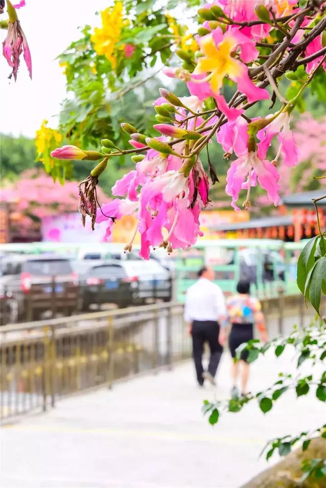 你在北国看漫天雪花，我在南国赏繁花似锦