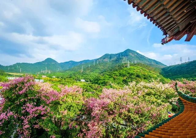 你在北国看漫天雪花，我在南国赏繁花似锦