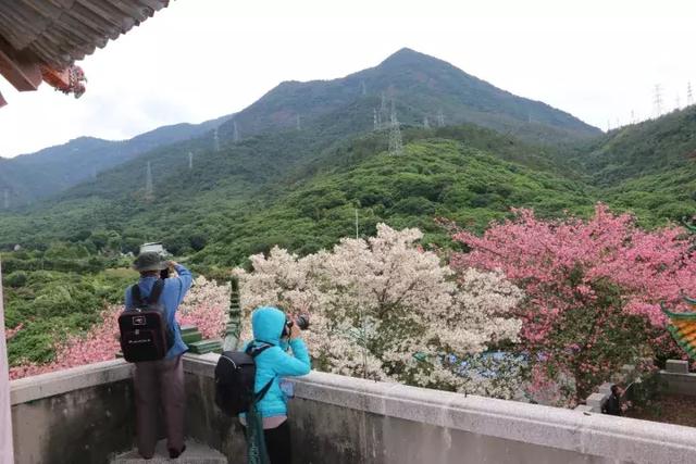 壕气，东莞观音山请全国人民来吸氧