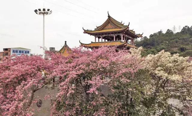 东莞何等美景？惹得“小仙女”下凡尘……