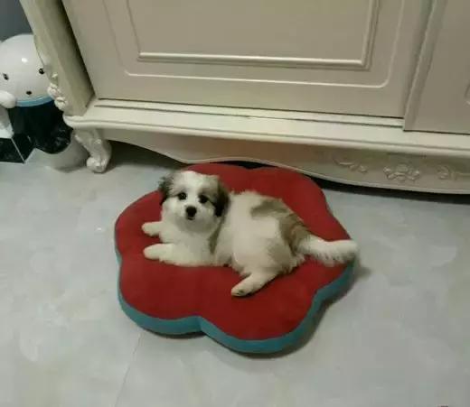 这些超萌的狗狗 竟然会“说话”
