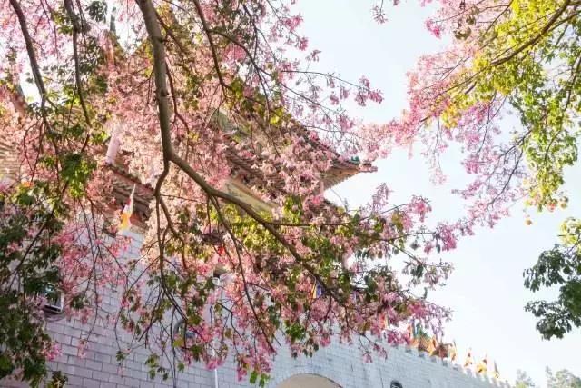 东莞观音山新春祈福，来一场说走就走的旅行