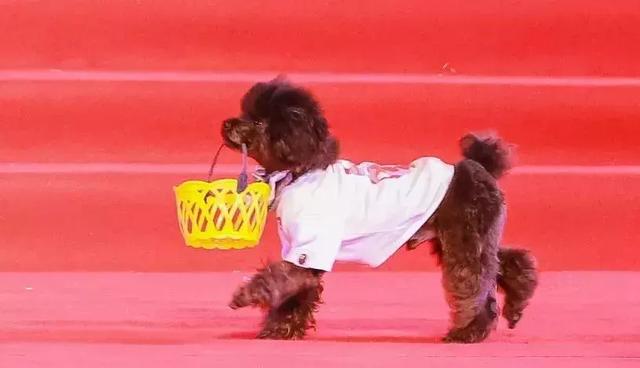 萌犬秀+登高祈福 东莞观音山2018年玩大了