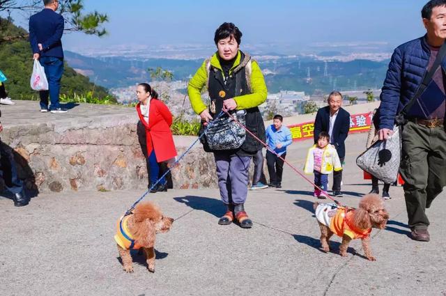 萌犬秀+登高祈福 东莞观音山2018年玩大了
