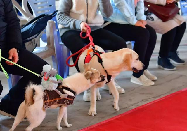 萌犬秀+登高祈福 东莞观音山2018年玩大了