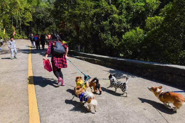 萌犬秀+登高祈福 东莞观音山2018年玩大了