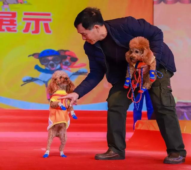 萌犬秀+登高祈福 东莞观音山2018年玩大了