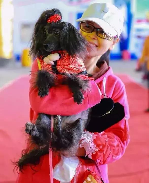 萌犬秀+登高祈福 东莞观音山2018年玩大了