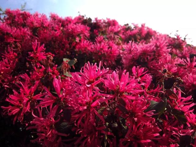 踏青攻略 祈福、赏花、观蝴蝶尽在东莞观音山