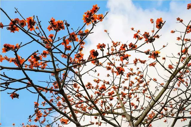 踏青攻略 祈福、赏花、观蝴蝶尽在东莞观音山