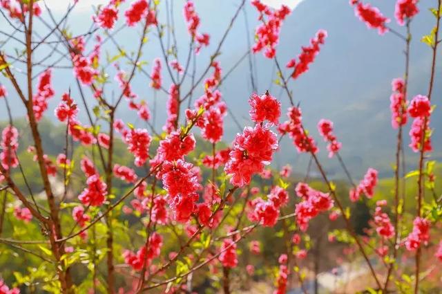 踏青攻略 祈福、赏花、观蝴蝶尽在东莞观音山