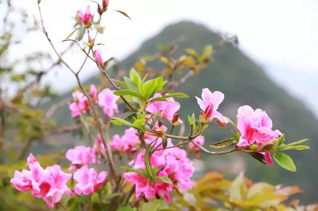 踏青攻略 祈福、赏花、观蝴蝶尽在东莞观音山