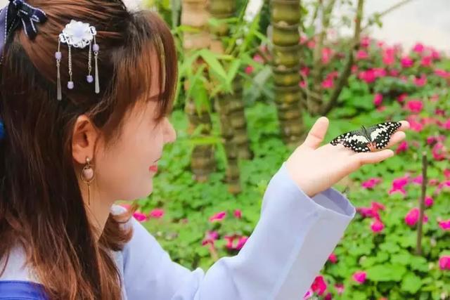 东莞观音山现巨型蝴蝶，引众游客围观