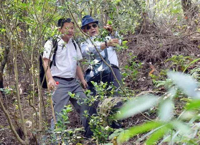 “品鉴岭南”走进观音山丨感受心灵与自然的双重安慰