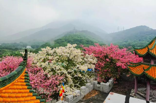 东莞观音山秋色正好,秋游打卡必去玩玩