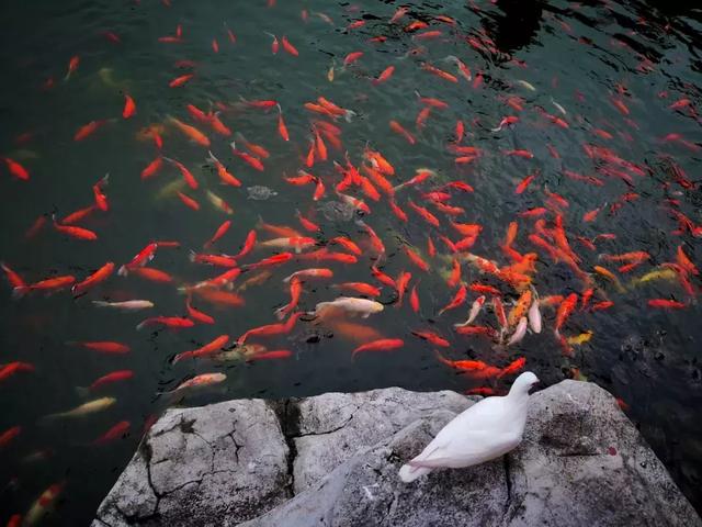 专家把脉问诊旅游发展问题，观音山景区成解剖样本
