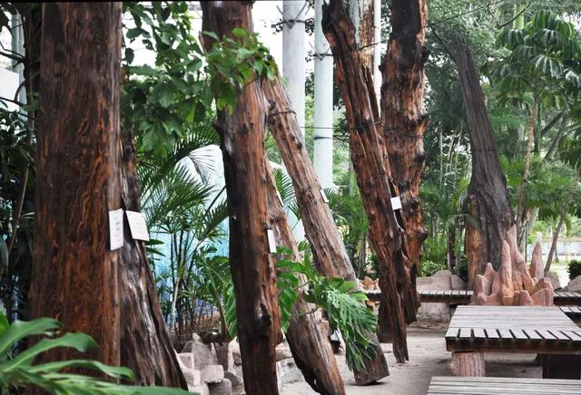 植心树，带上孩子来观音山赴一场成长之旅
