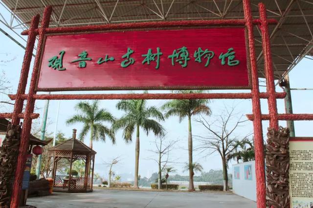 植心树，带上孩子来观音山赴一场成长之旅