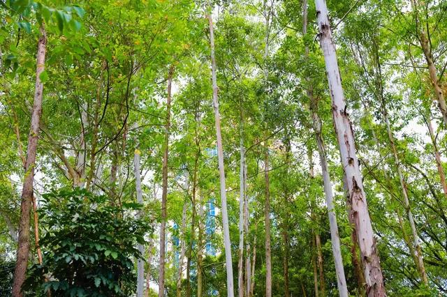 东莞观音山积极践行两山论，力争成为先行示范山