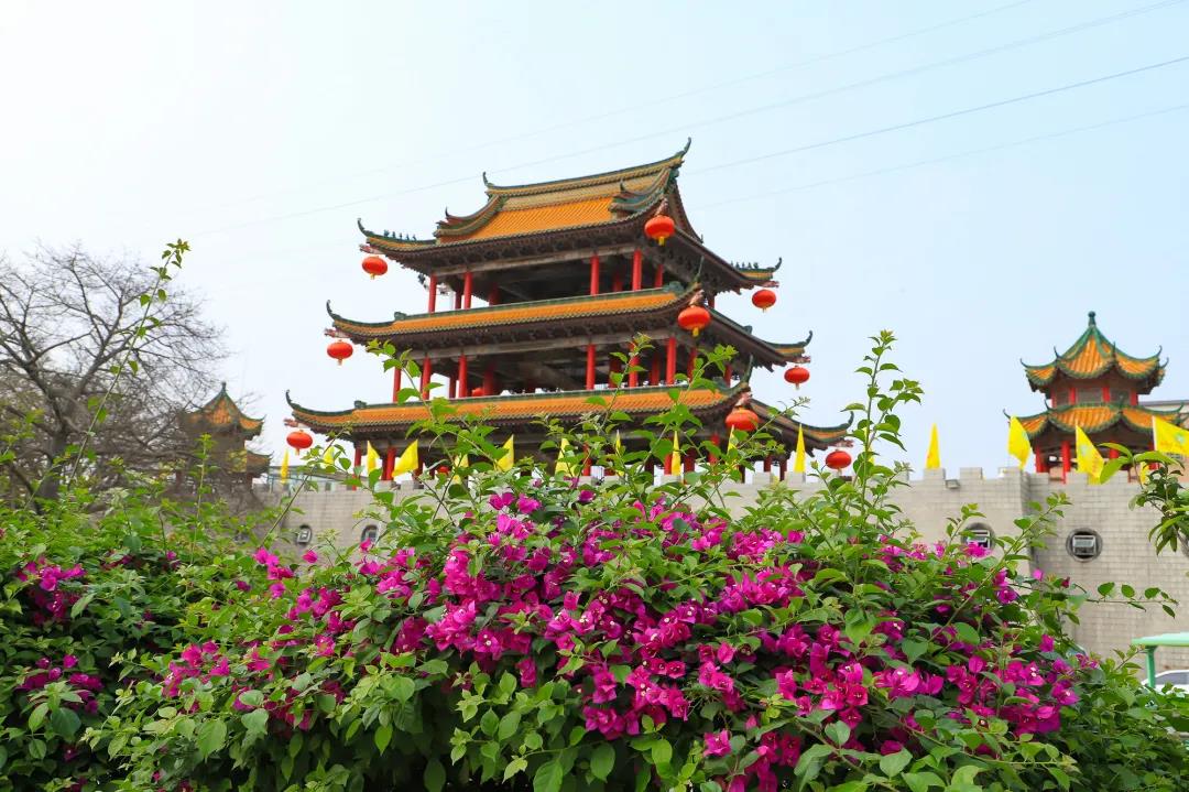 种常青树，许平安愿，赏百花，东莞观音山尽藏春日野趣
