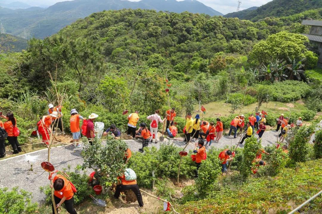 种常青树，许平安愿，赏百花，东莞观音山尽藏春日野趣