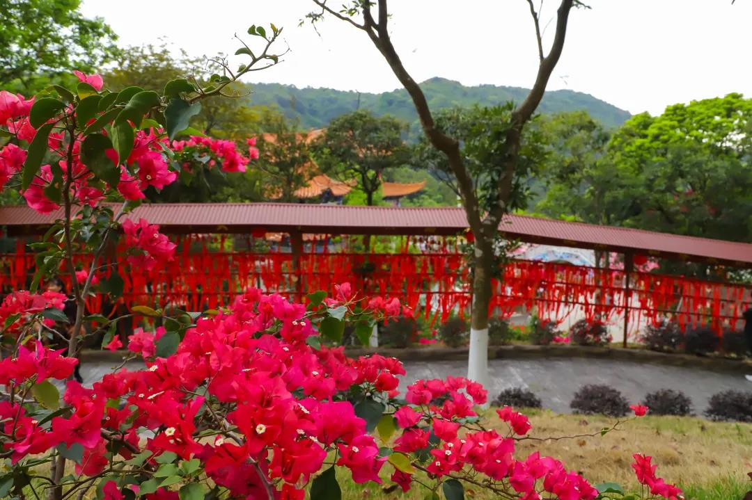 种常青树，许平安愿，赏百花，东莞观音山尽藏春日野趣