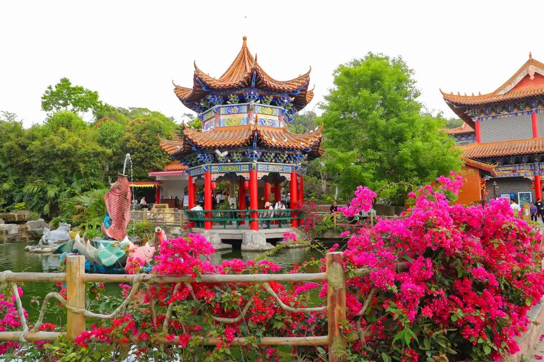 种常青树，许平安愿，赏百花，东莞观音山尽藏春日野趣