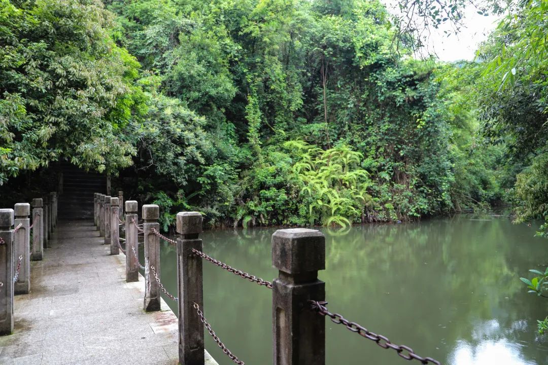 在观音山开启“开学第一课”，在森林里开启求学新篇章