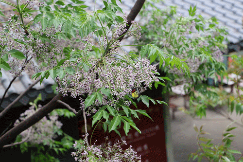 清明踏青好时节，花神畅游观音山，邀您共赴百花宴